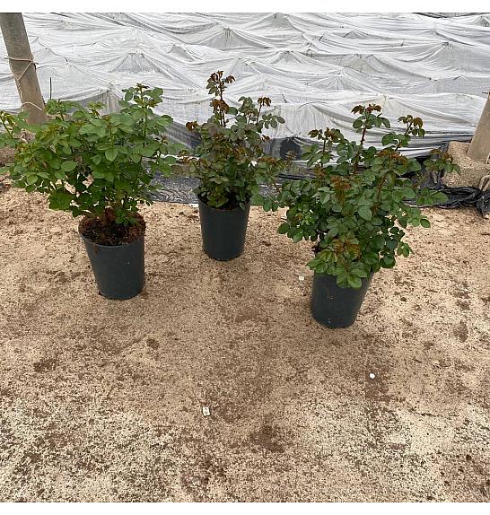 Rose Traditional Ø24; grm