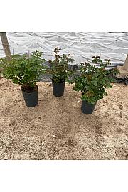 Rose Traditional Ø24