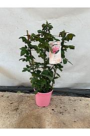 Rose Traditional Perfumed Collection Ø20; špalir