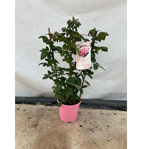 Rose Traditional Perfumed Collection Ø20; špalir