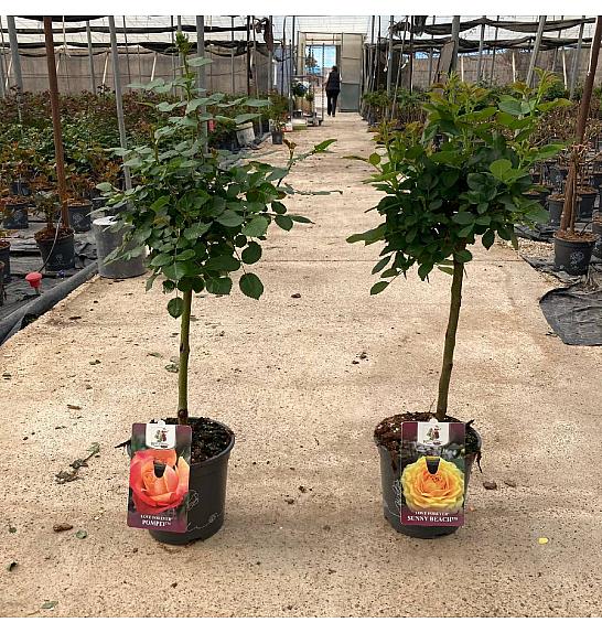 Rose Traditional Perfumed Collection Ø20; na steblu