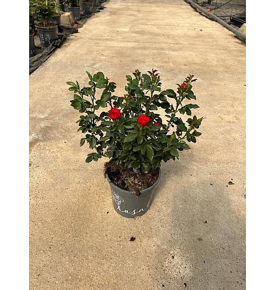 Rose Meilland Zepetti Ø17