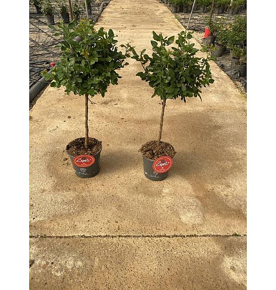 Rose Meilland Zepetti Ø20; na steblu