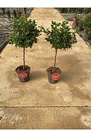 Rose Meilland Zepetti Ø20