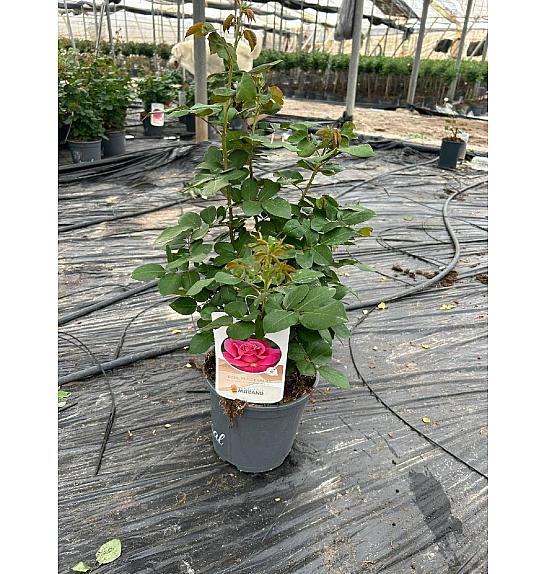 Rose Scented Maribella Ø20