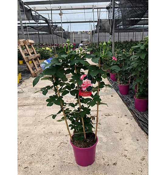 Rose Scented Maribella Ø20; špalir