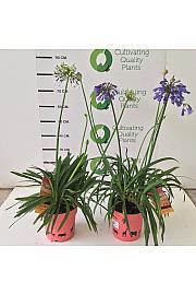 Agapanthus Mix Safari Dreams Ø18