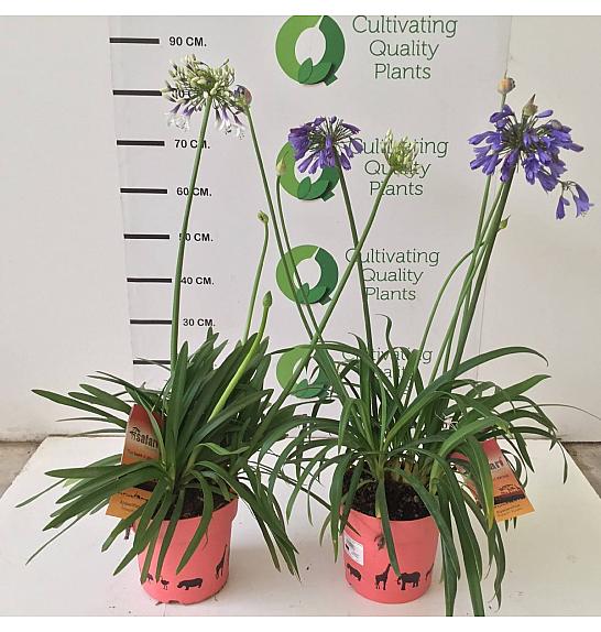 Agapanthus Mix Safari Dreams Ø18