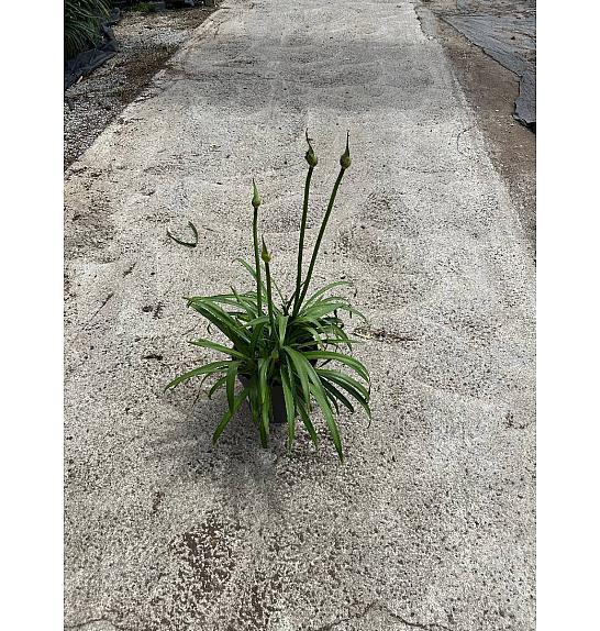 Agapanthus Mix Safari Dreams Ø24