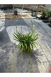 Agapanthus Mix Safari Dreams Ø30