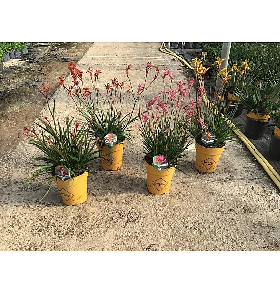 Anigozanthus Hibrido Downunder Dreams Ø24