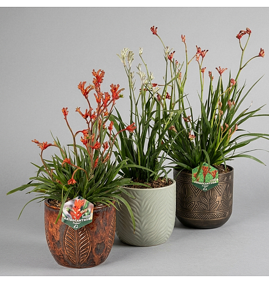 Anigozanthus Hibrido Downunder Dreams Ø30