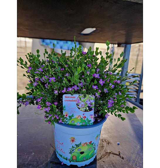 Boronia Crenulata Ø15