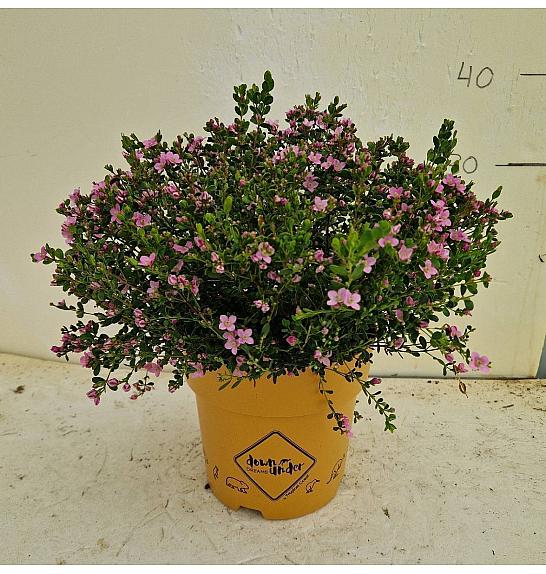 Boronia Crenulata Downunder Dreams Ø18