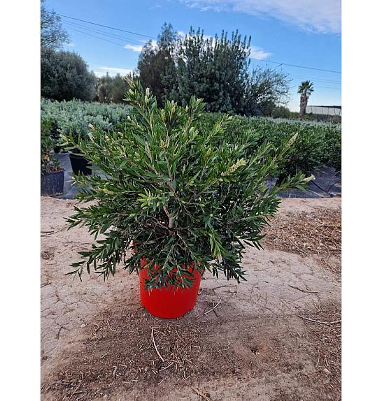Callistemon Captain Cook Ø30; grm