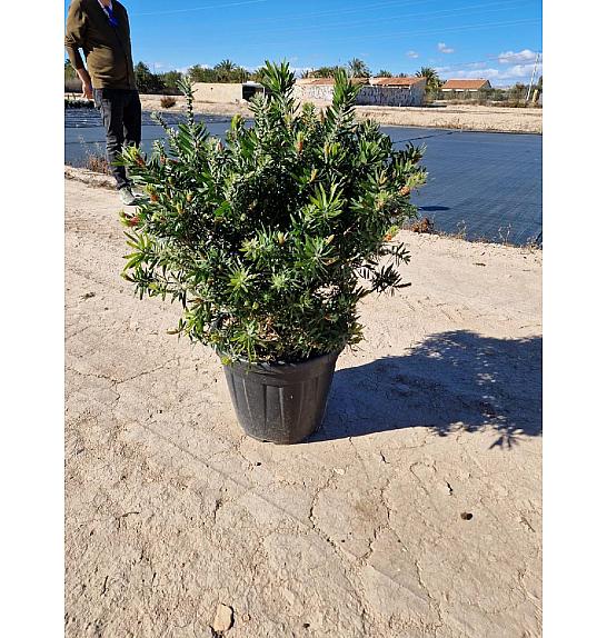 Callistemon Captain Cook Ø40; grm