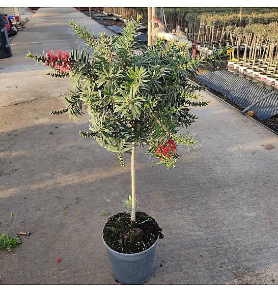 Callistemon King Park Ø21