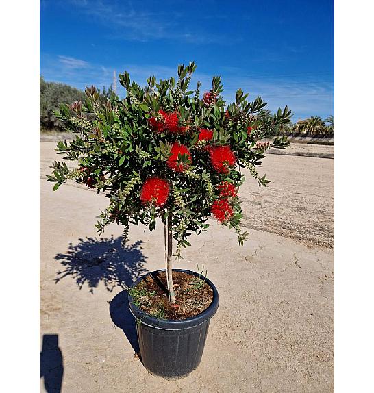 Callistemon Citrinus Splendens Ø40; na steblu