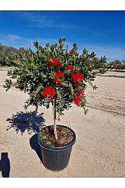 Callistemon Citrinus Splendens Ø40