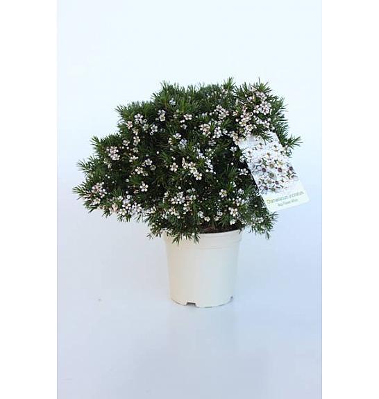 Chamelaucium (Wax Flower) Ø14