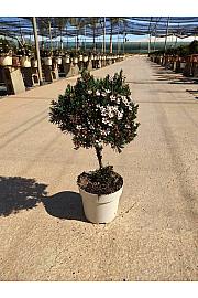 Chamelaucium (Wax Flower) Ø14; na steblu