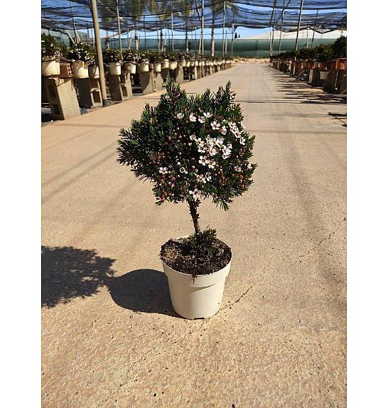 Chamelaucium (Wax Flower) Ø14