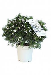 Chamelaucium (Wax Flower) Ø17; grm