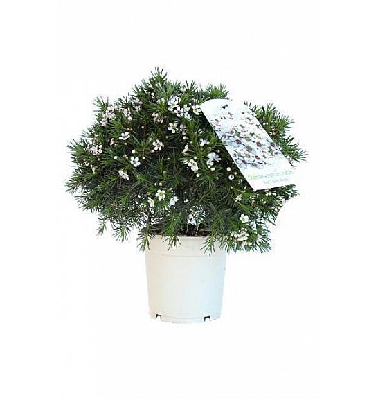 Chamelaucium (Wax Flower) Ø17; grm