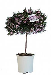 Chamelaucium (Wax Flower) Ø17; na steblu