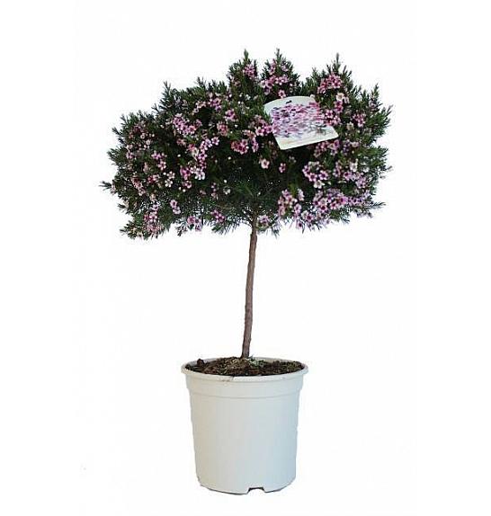 Chamelaucium (Wax Flower) Ø17; na steblu