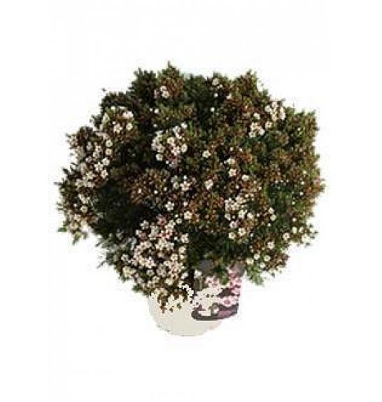 Chamelaucium (Wax Flower) Ø20; grm