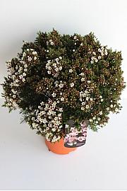 Chamelaucium (Wax Flower) Ø30; grm