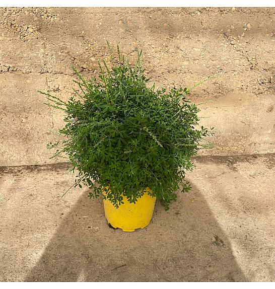 Cytisus Ø17