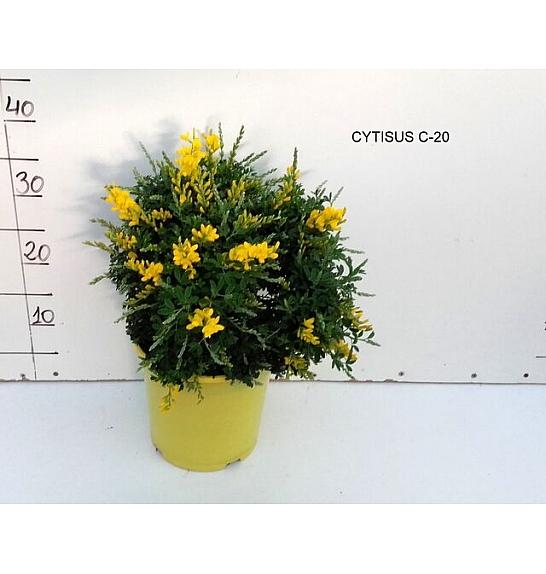 Cytisus Ø20; grm