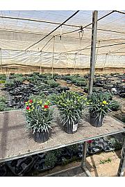 Dianthus Carnelia Ø12