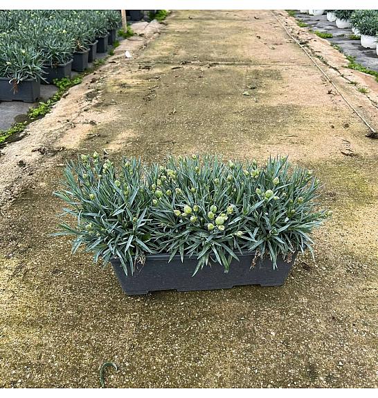 Dianthus Carnelia Ø40