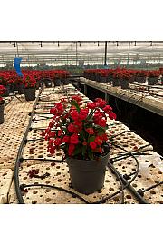 Euphorbia Milii Ø17