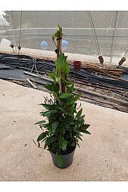 Hardenbergia Blis Ø17; piramida