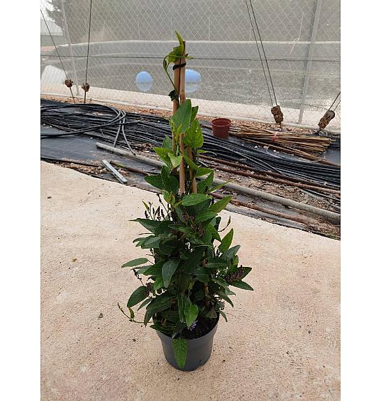 Hardenbergia Blis Ø17; piramida