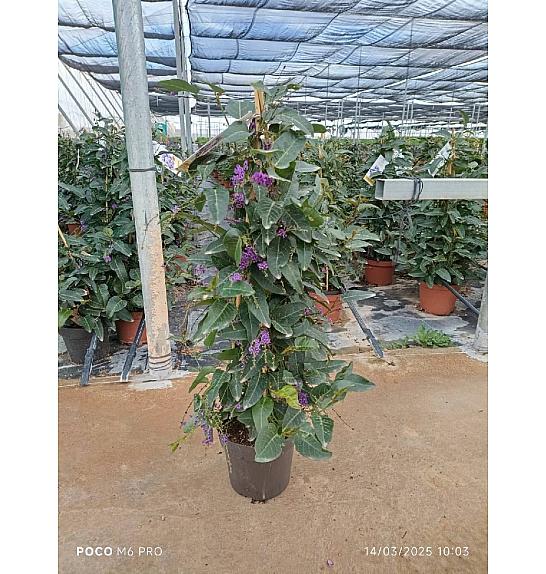 Hardenbergia Violacea Ø17; piramida