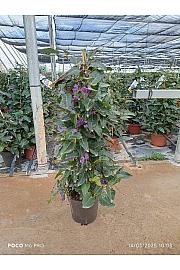 Hardenbergia Violacea Ø17