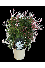 Jasminum Polyanthum Ø14