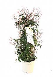 Jasminum Polyanthum Ø14; piramida