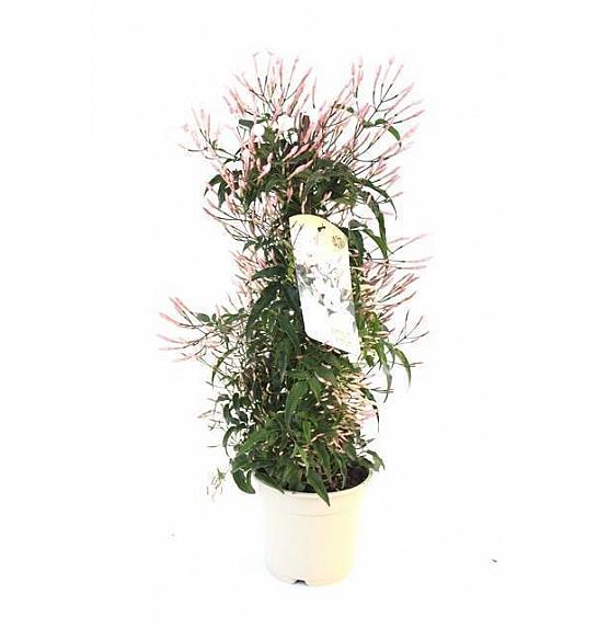 Jasminum Polyanthum Ø14; piramida