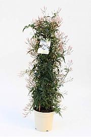 Jasminum Polyanthum Ø17; piramida