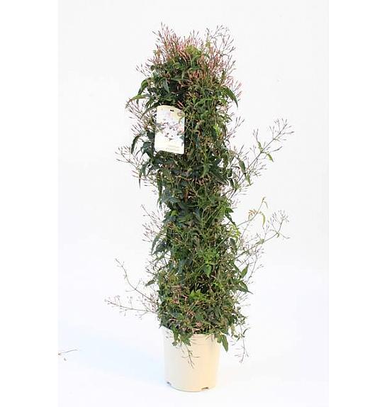 Jasminum Polyanthum Ø20; piramida