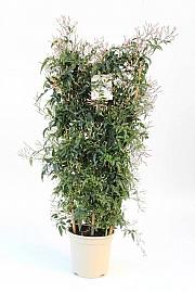 Jasminum Polyanthum Ø20; špalir