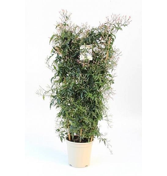 Jasminum Polyanthum Ø20