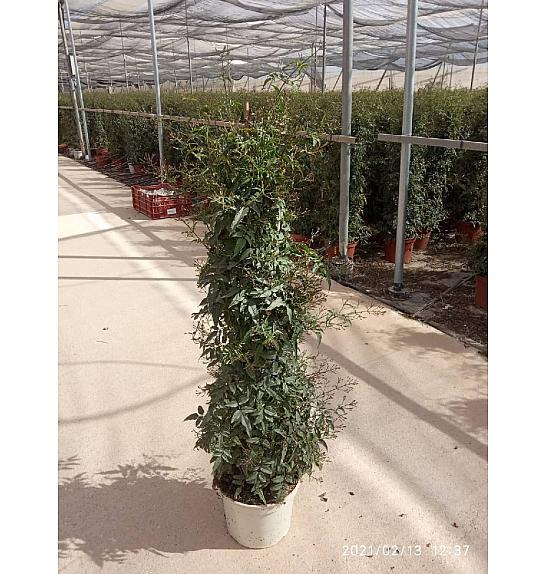 Jasminum Polyanthum Ø23; piramida