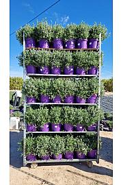 Lavandula Dentata Ø23